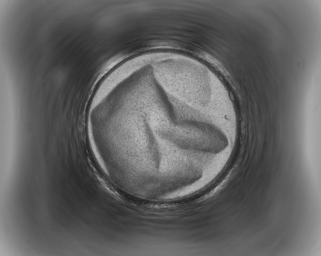 X0000086281129200704262031