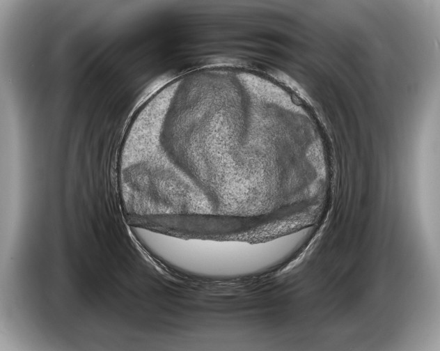 X0000086281137200704262031