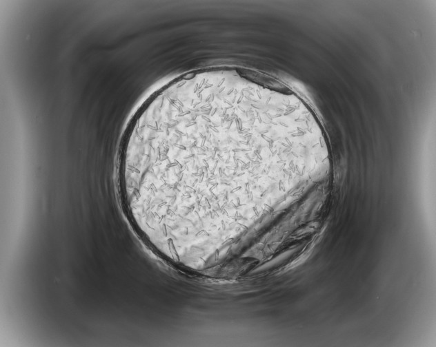 X0000086281149200704262031