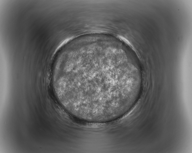 X0000086281163200704262030