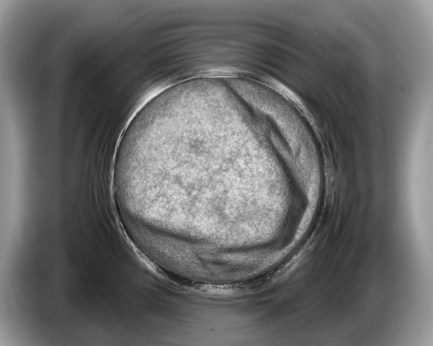 X0000086281194200704262030