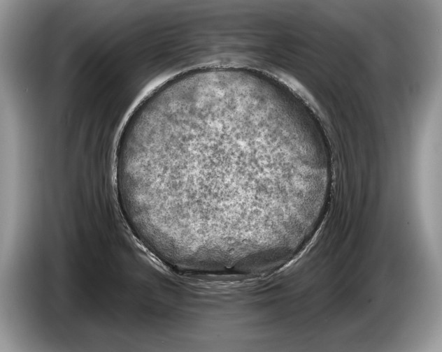 X0000086281232200704262030
