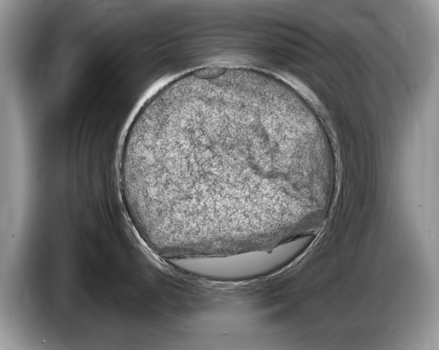 X0000086281248200704262030