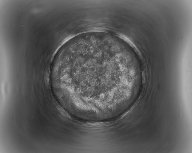 X0000086281260200704262029
