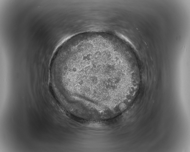 X0000086281267200704262029