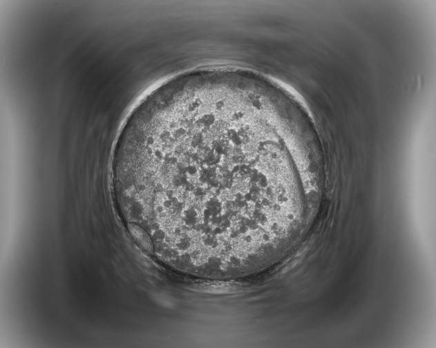 X0000086281279200704262029