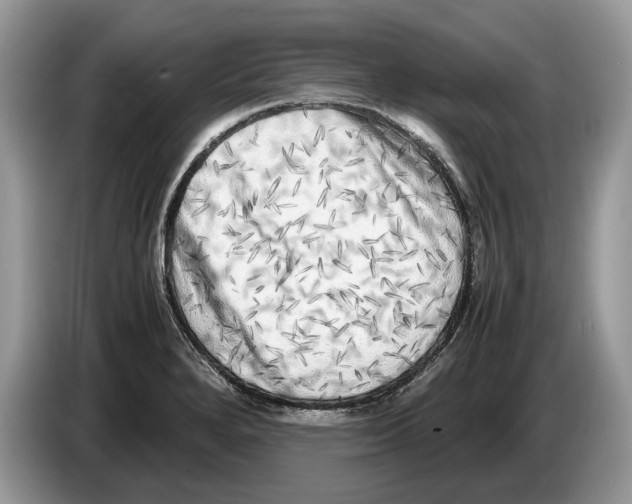 X0000086281280200704262029
