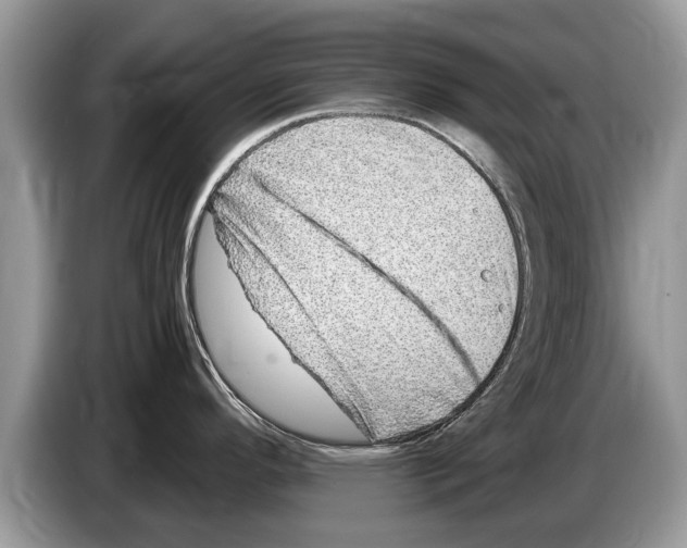 X0000086281296200704262029