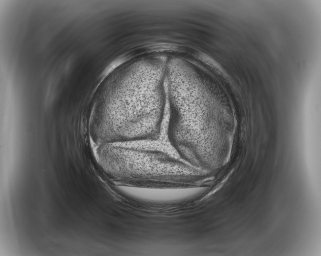 X0000086281321200704262028