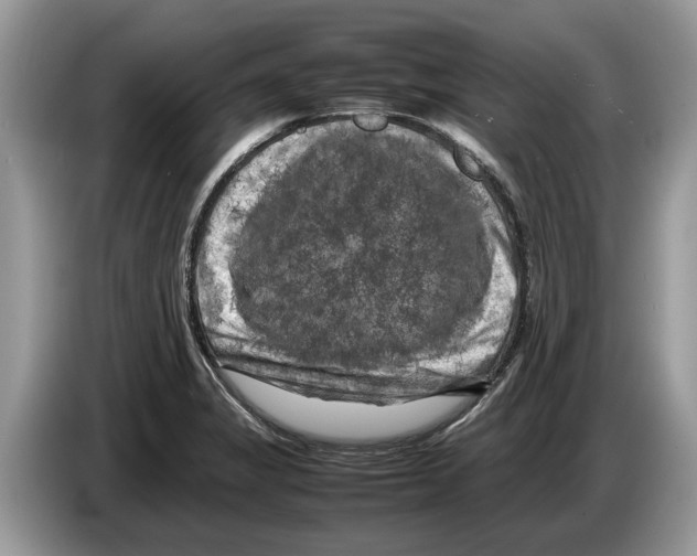 X0000086281325200704262028