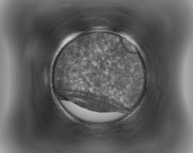 X0000086281333200704262028