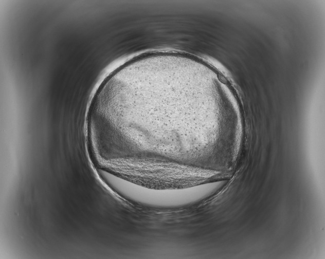 X0000086281335200704262028