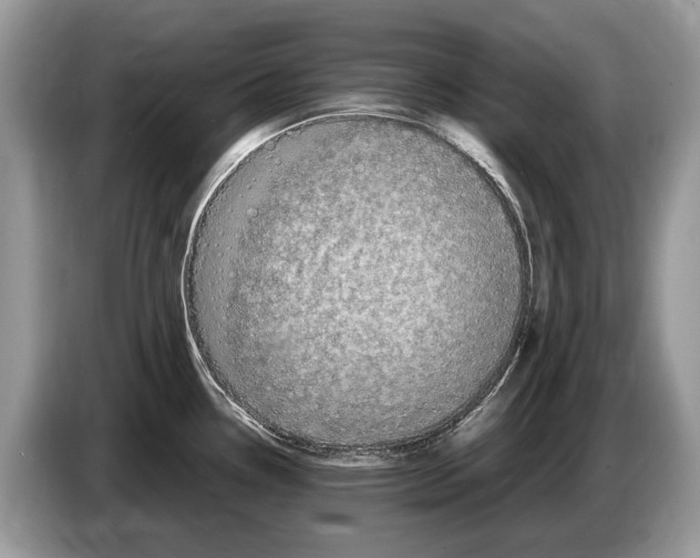 X0000086281338200704262028