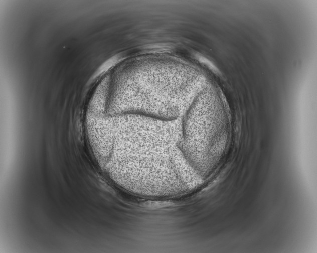 X0000086281354200704262028
