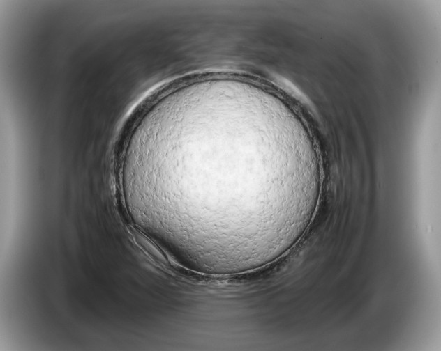X0000086281360200704262028
