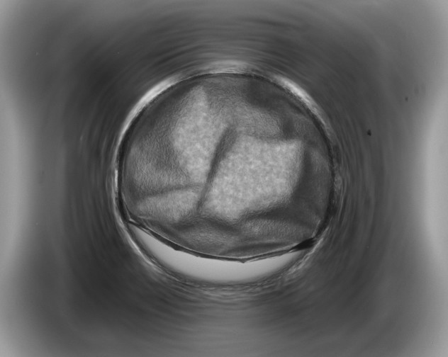 X0000086281418200704262027