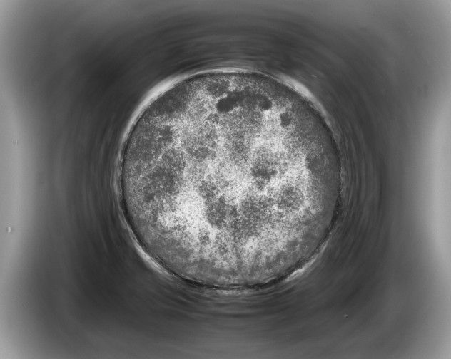 X0000086281421200704262027