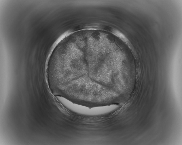 X0000086281427200704262027