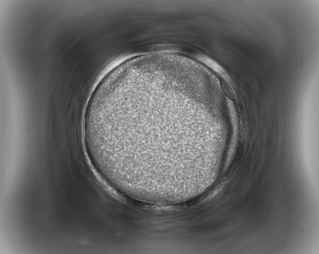 X0000086281431200704262027