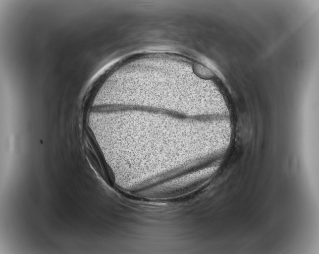 X0000086281456200704262027