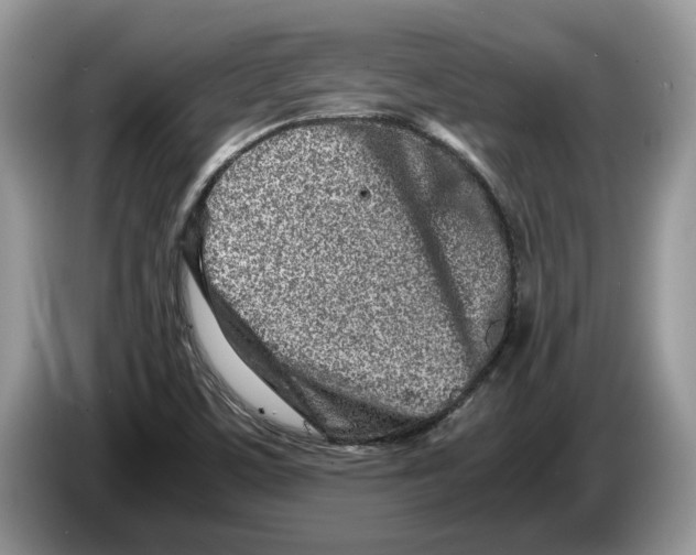 X0000086281459200704262026