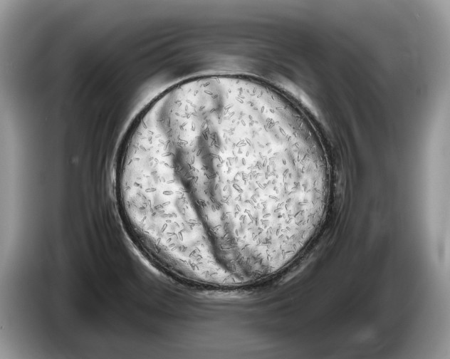X0000086281468200704262026