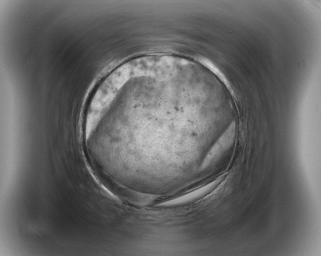 X0000086281477200704262026