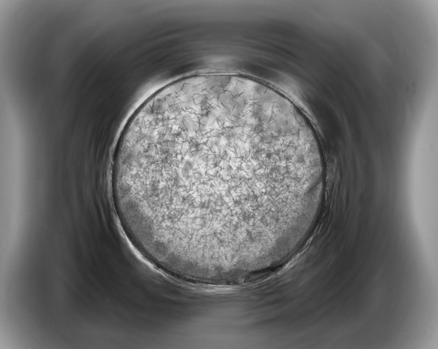 X0000086281484200704262026