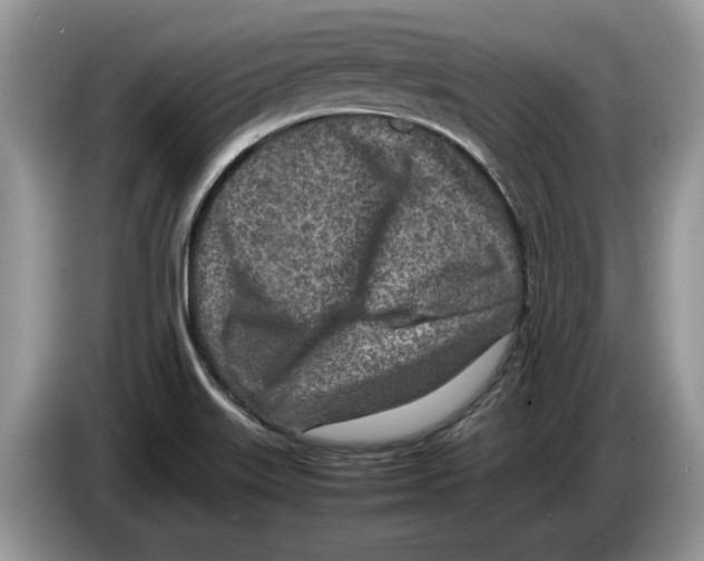 X0000086281515200704262026