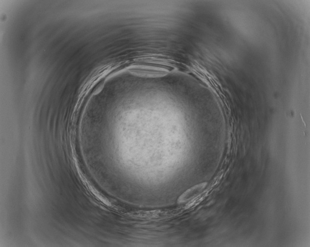 X0000086290049200703301146