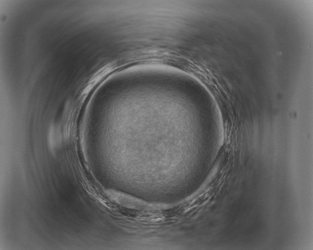 X0000086290099200703301146