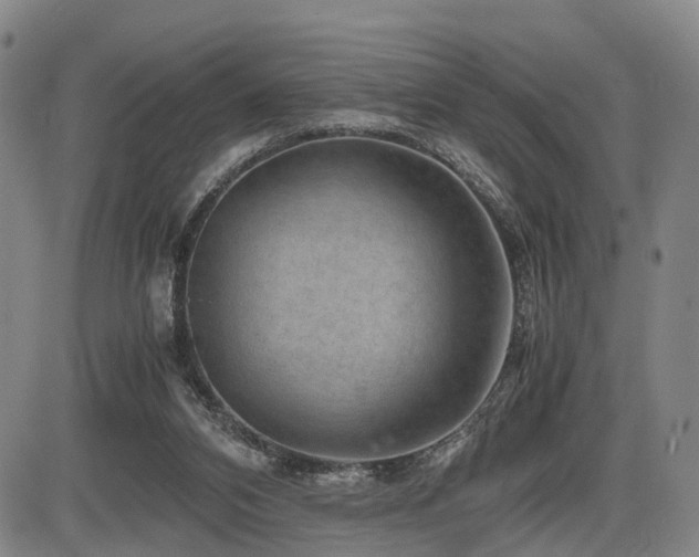 X0000086290112200703301146