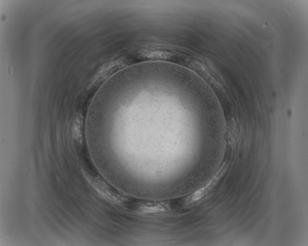 X0000086290175200703301145