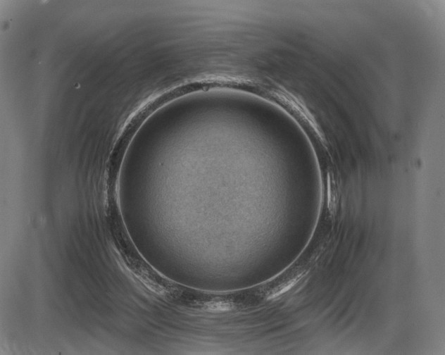 X0000086290204200703301144