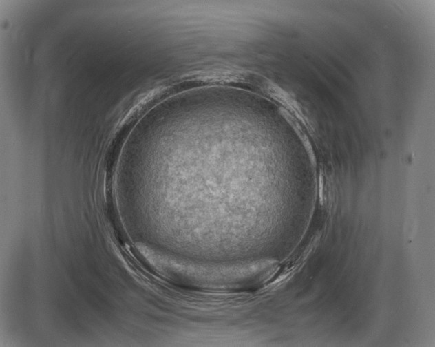 X0000086290205200703301144