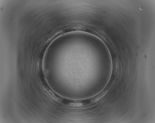 X0000086290266200703301143