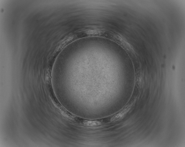 X0000086290277200703301144