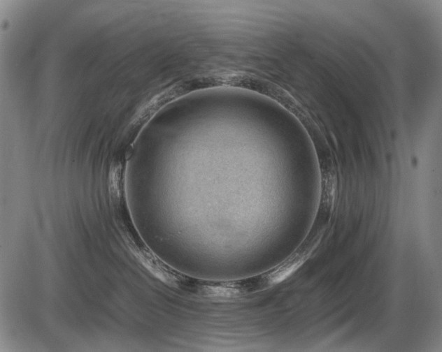 X0000086290286200703301144