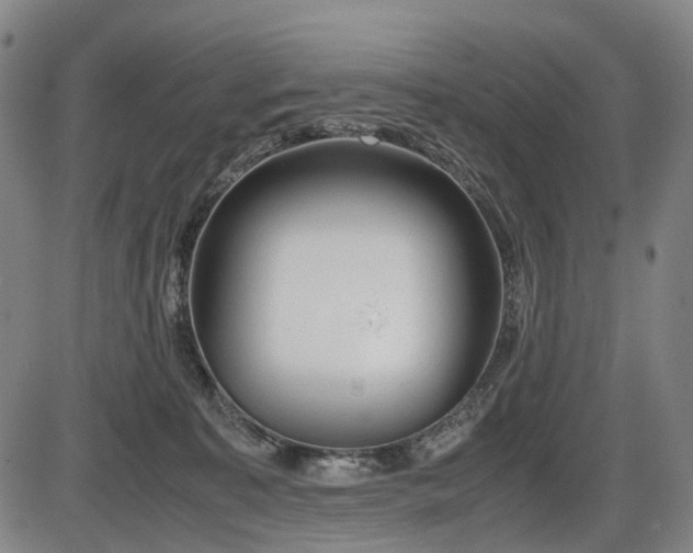 X0000086290323200703301142