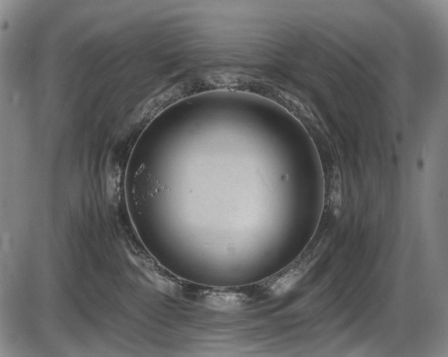 X0000086290332200703301142