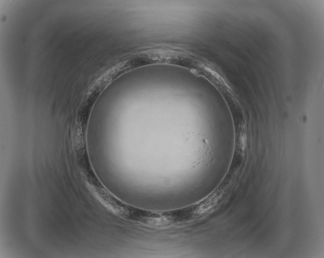 X0000086290411200703301141