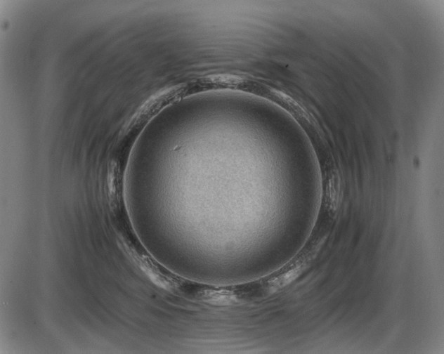 X0000086290424200703301141