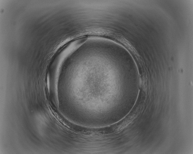 X0000086290434200703301140