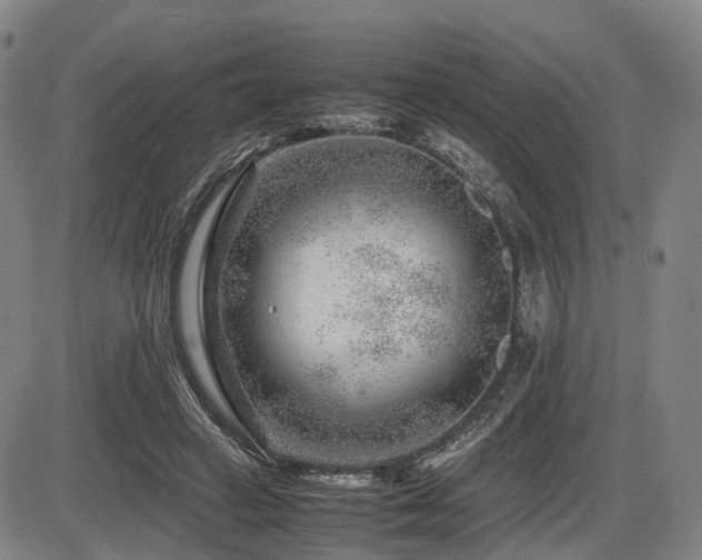 X0000086290449200703301140