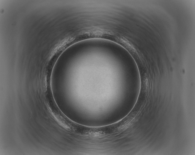 X0000086290638200703301137