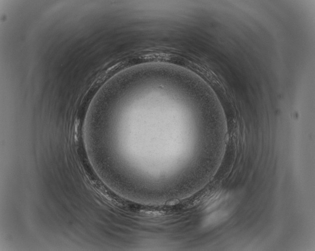 X0000086290649200703301137