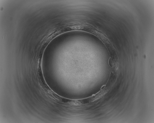 X0000086290652200703301137