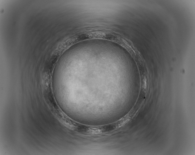 X0000086290701200703301136