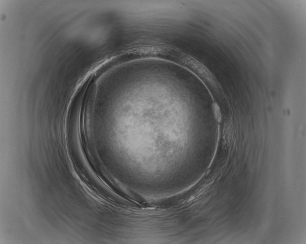 X0000086290722200703301135