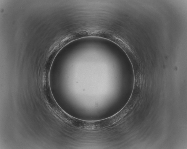 X0000086290740200703301135